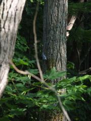 P6120466