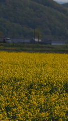 菜の花