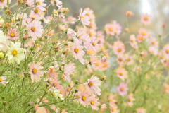 秋桜と雫