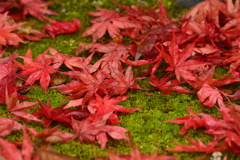GREEN＆RED