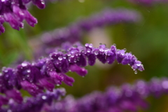 雫持ち花A