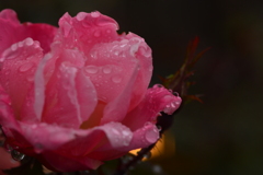 雫持ち花　B
