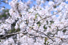 桜　ぼかし