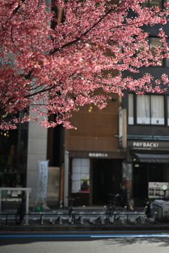 河津桜