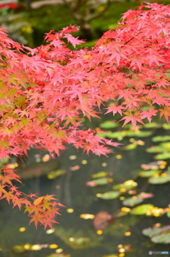 南禅寺   紅葉