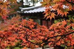 南禅寺   紅葉