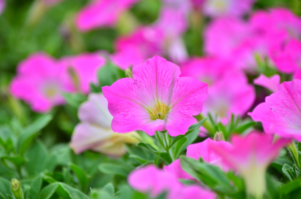 植物園