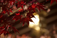 京都  長岡天満宮  紅葉