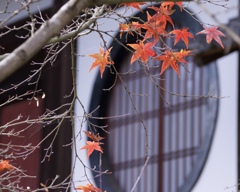 京都  浄住寺  紅葉