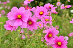 秋桜