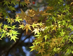 奈良公園  紅葉