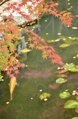 鯉と紅葉