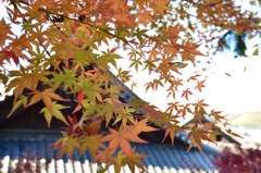 紅葉