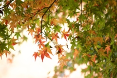 奈良公園  紅葉