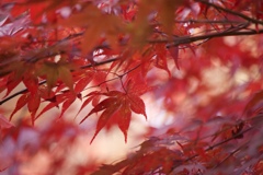 京都  長岡天満宮  紅葉