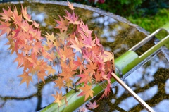 紅葉