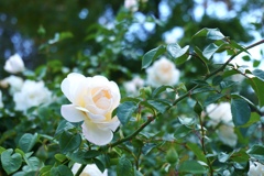 白薔薇一輪