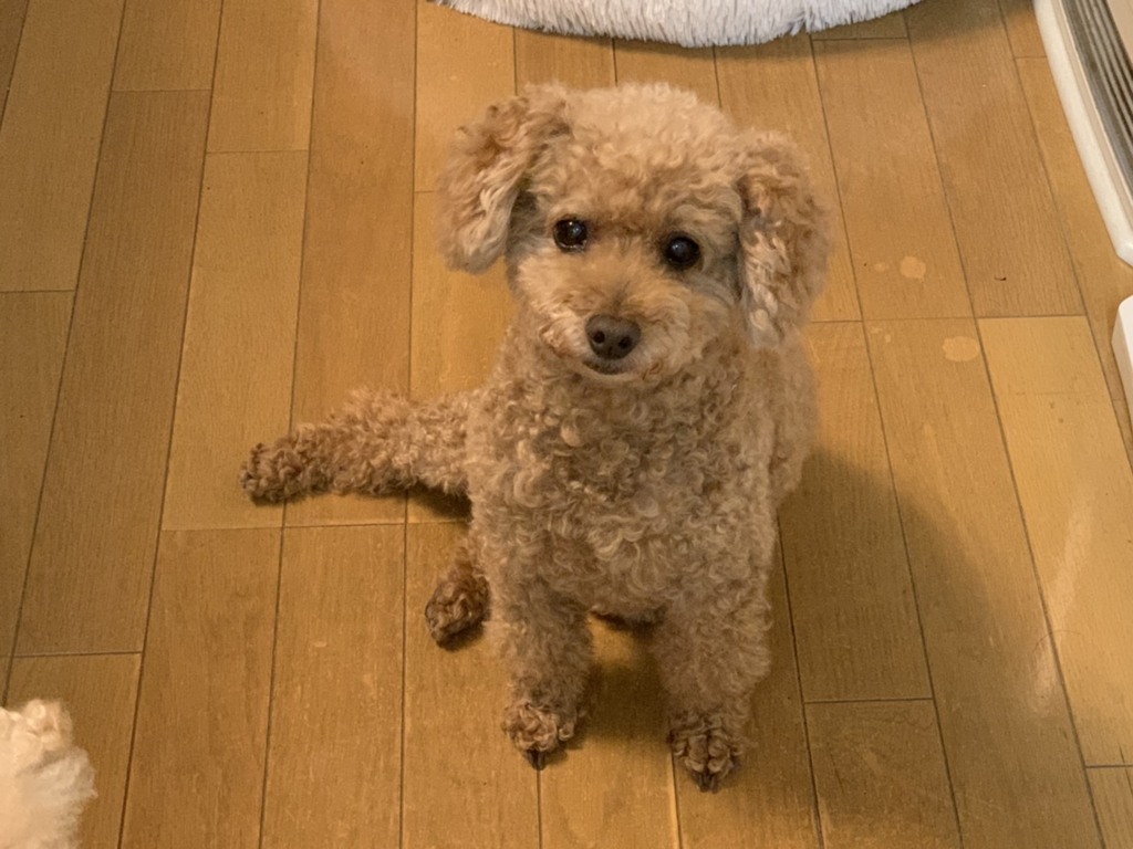 ココちゃんの女座り