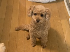 ココちゃんの女座り