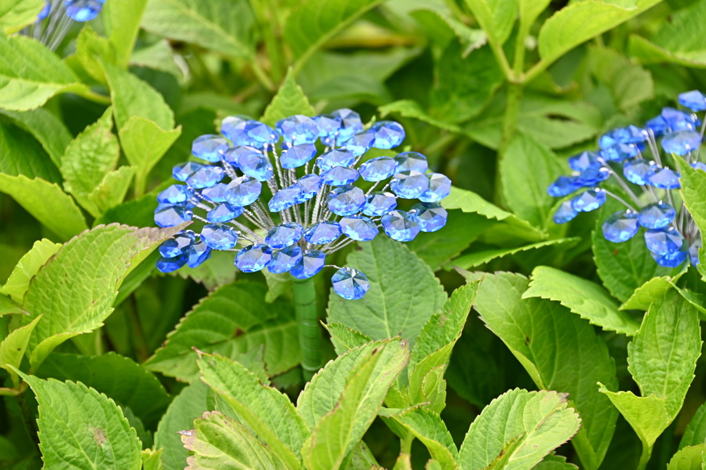 ガラスの紫陽花