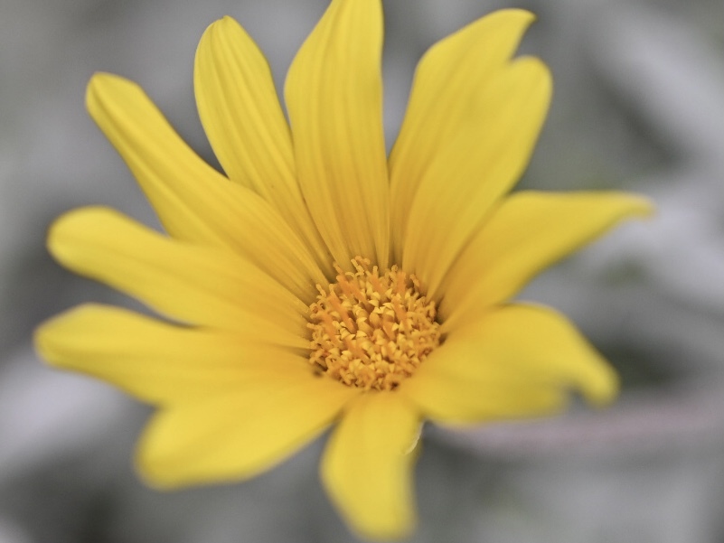 ガザニア シルバーカーペット