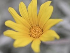 ガザニア シルバーカーペット