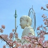 かつらぎ公園の桜と平和祈念像(高さ18m)