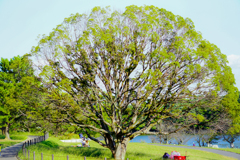 Fan-Shaped Tree