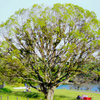Fan-Shaped Tree