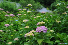 本光寺の紫陽花。
