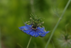 何でもない庭の花②