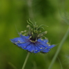 何でもない庭の花②