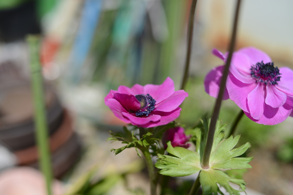 D800_DSC_5028