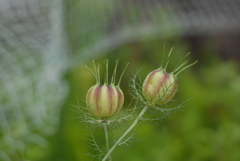 何でもない庭の花①