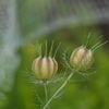 何でもない庭の花①