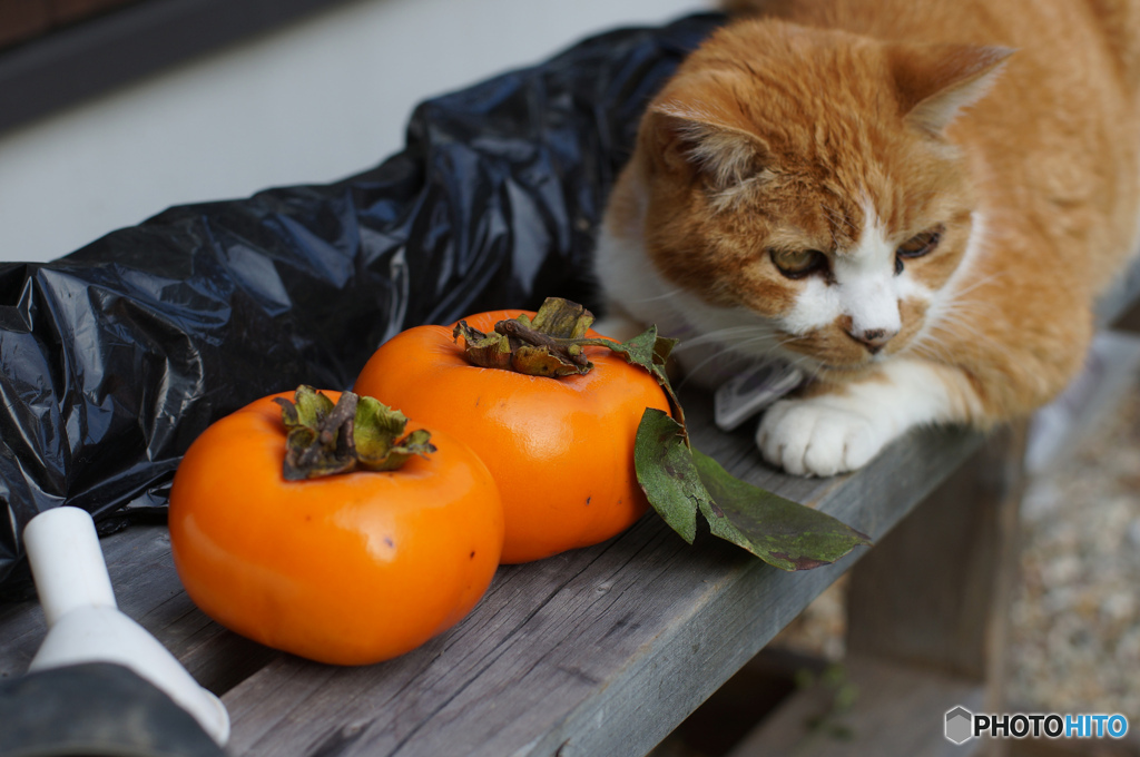 柿とねこ。