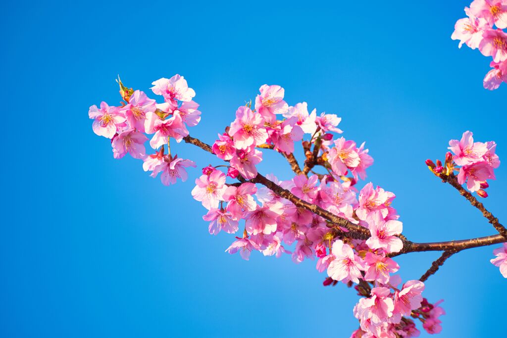 河津桜