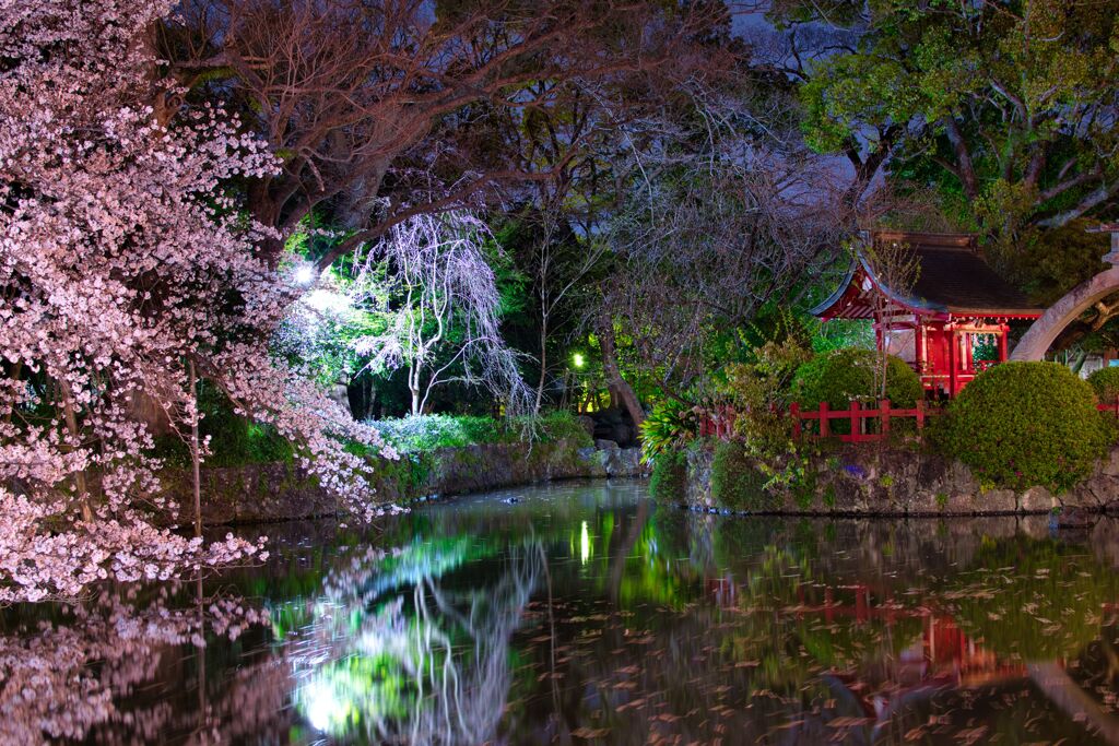 桜池