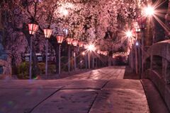 夜桜