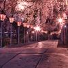 夜桜