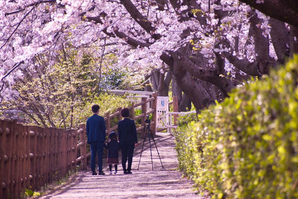 サクラ咲いたら一年生