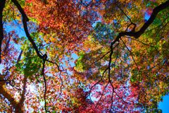 紅葉色の空