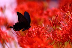 葉見ず花見ず