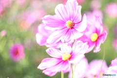 秋桜