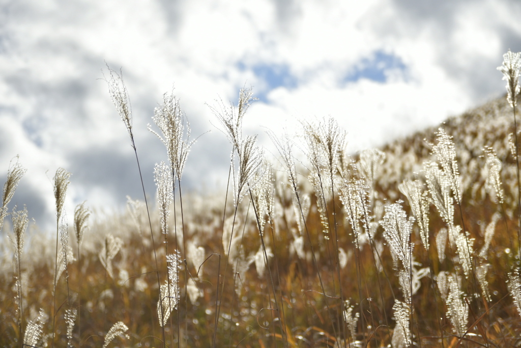 砥峰高原のススキ その2