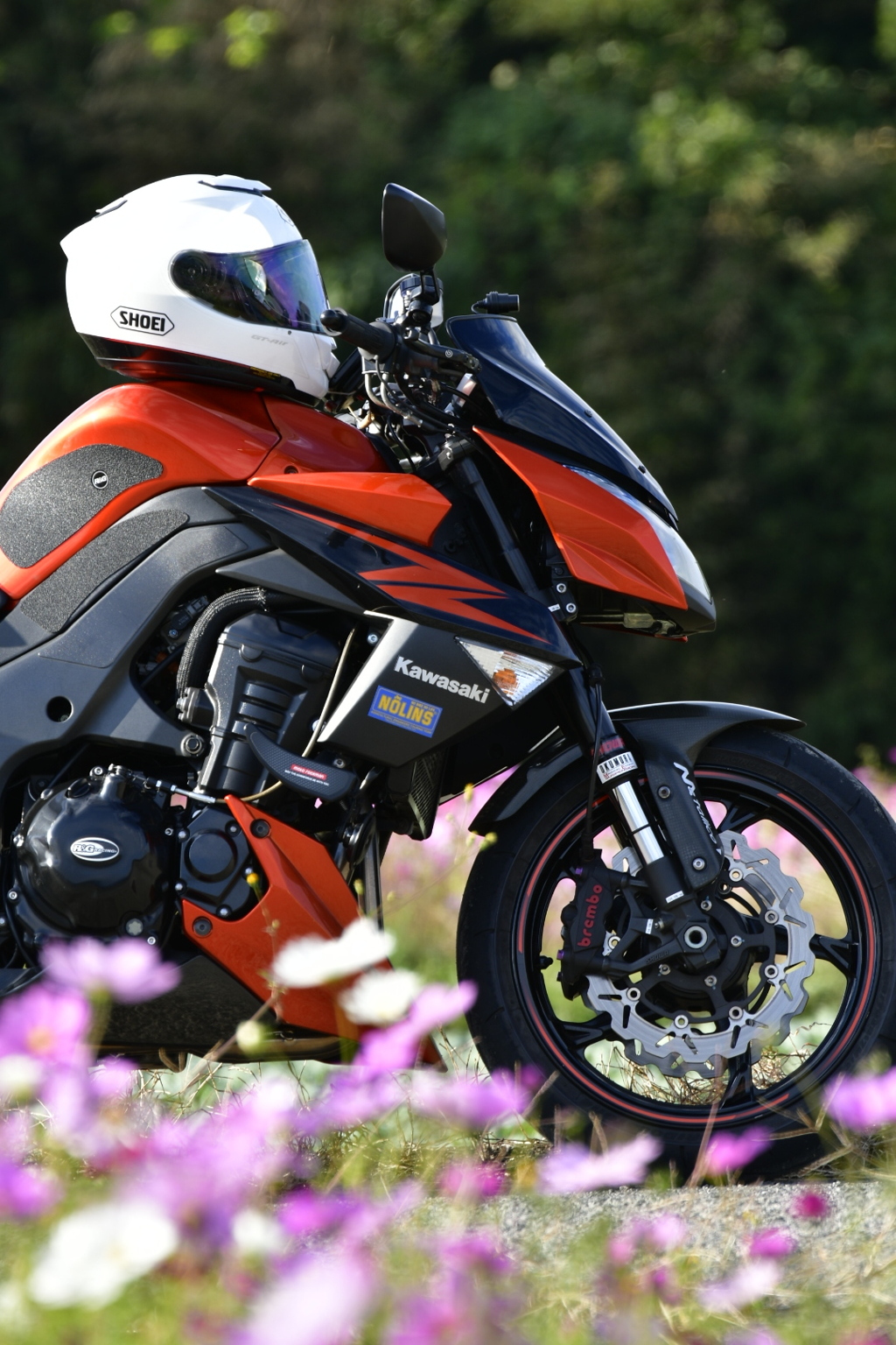バイクと秋桜