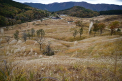 砥峰高原のススキ　その1