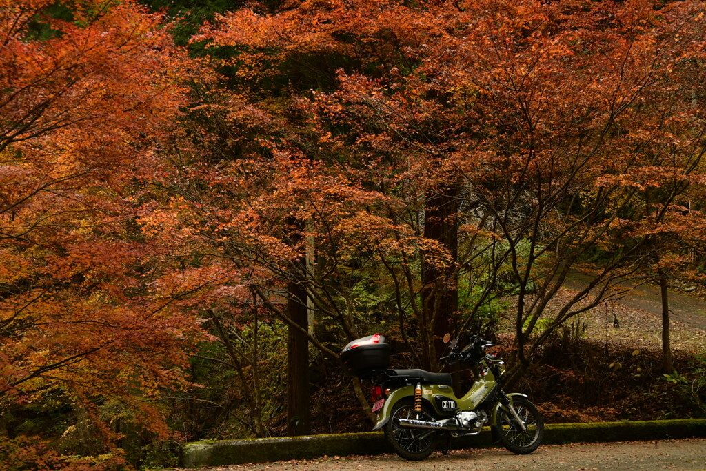 クロスカブと紅葉