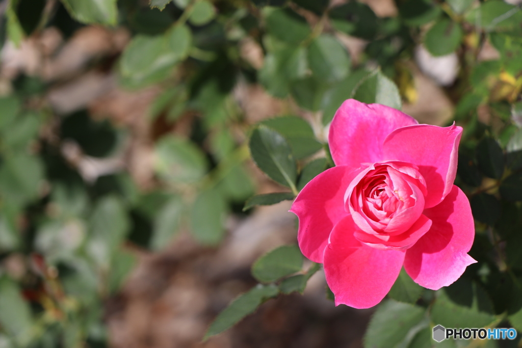 秋薔薇