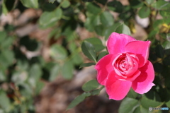 秋薔薇